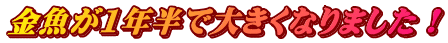 金魚が1年半で大きくなりました!