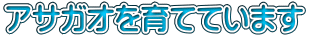 アサガオを育てています